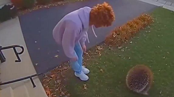 Vede un porcospino nel suo giardino e poi succede questo: il video virale