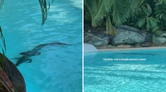 Un coccodrillo nella piscina Sheraton vicino ai clienti: «A nessuno importa». Il video dall'Australia