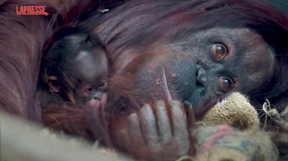 Raro orangutan nato allo zoo di Chester: il video del tenero abbraccio della mamma