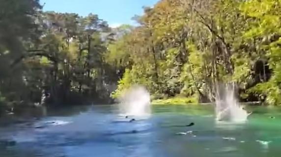 «Piovono scimmie!», il tuffo 'sincronizzato' dei macachi in Florida interrompe la gita in kayak: il video è virale