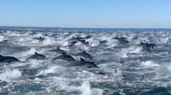 Un branco di centinaia di delfini avvistato al largo di Oceanside, in California: il video del nuoto 'sincronizzato' è virale