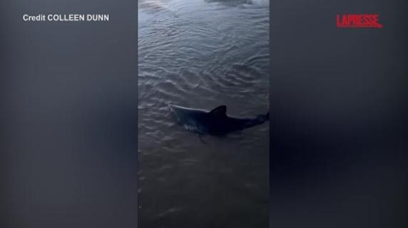 Usa, squalo arenato in Oregon: una donna coraggiosa tenta di aiutarlo