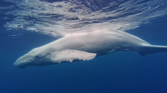Il video del raro avvistamento di un megattera «albina»: potrebbe essere l'unico esemplare al mondo
