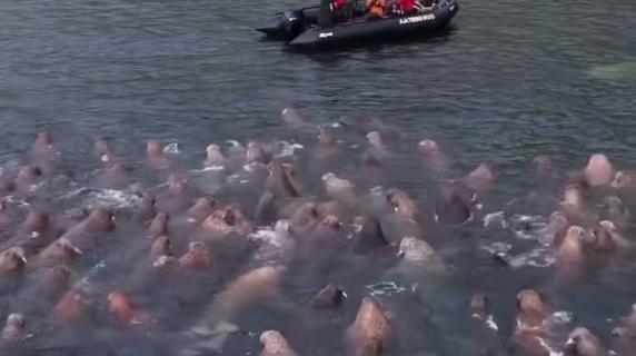 Meraviglia della natura o incubo? I giganti marini circondano un gommone