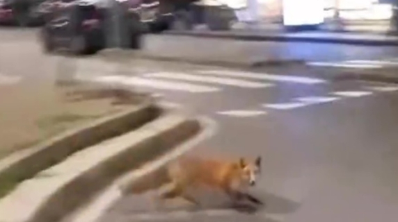 Una volpe in centro a Milano: il video ripreso all'alba