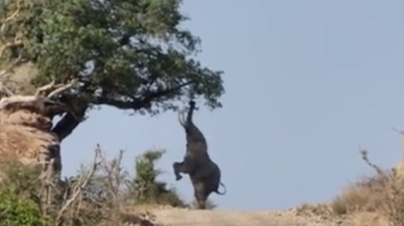 L’incredibile momento in cui un elefante si alza sulle zampe posteriori per raggiungere la frutta: il video dal Sudafrica