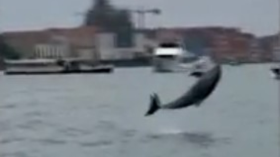 Venezia, il video delle acrobazie del delfino Mimmo in laguna