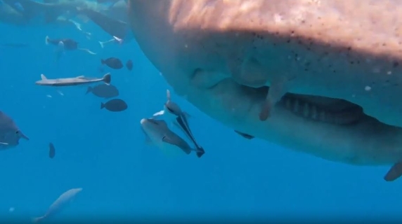 Il momento in cui uno squalo mangia la telecamera del sub e riprende i suoi denti e l'interno della bocca: il raro video