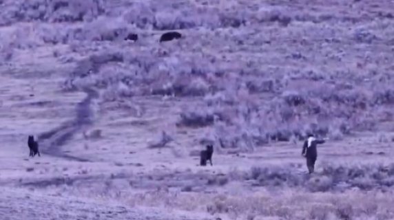 Il video dell'uomo che si avvicina e provoca un branco di lupi selvaggi nel parco di Yellowstone: spruzza dello spray e scappa via