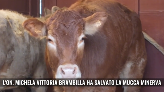 Il video dell'arrivo di Minerva nel centro della Lega italiana difesa animali: era scappata dal macello vivendo in libertà per due mesi