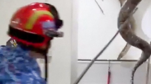 Una famiglia trova un intruso gigantesco e pericoloso nel bagno di casa