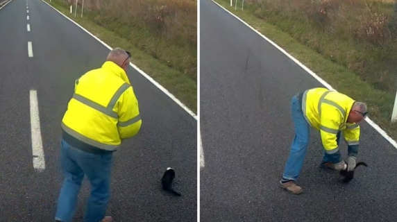 Gattino in difficoltà sull'Aurelia, il camionista si ferma per aiutarlo: il video del salvataggio