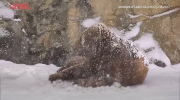 L'orso bruno Tim si rotola nella neve allo zoo di Chicago