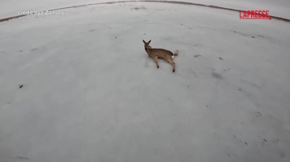 Caprioli bloccati sul ghiaccio in Siberia: il salvataggio dei pescatori