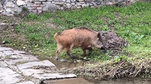 La passeggiata del cinghiale lungo il torrente Terzolle
