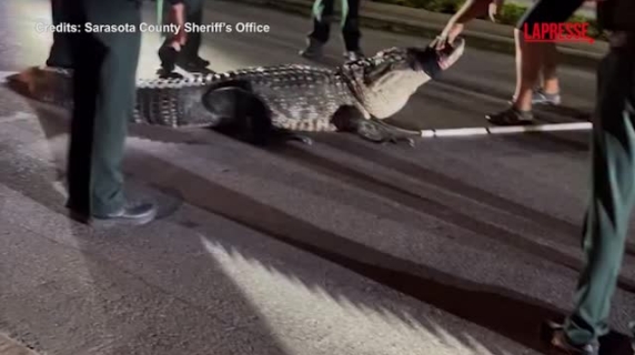 Florida, alligatore di 4 metri in giro tra le case: la difficoltà dei poliziotti per toglierlo dalla strada