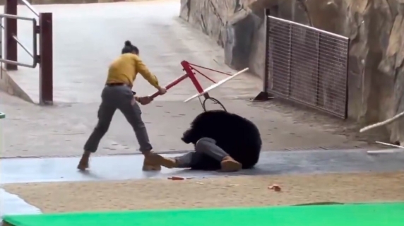 L'orso attacca all’improvviso il suo custode in uno zoo cinese: il video pauroso