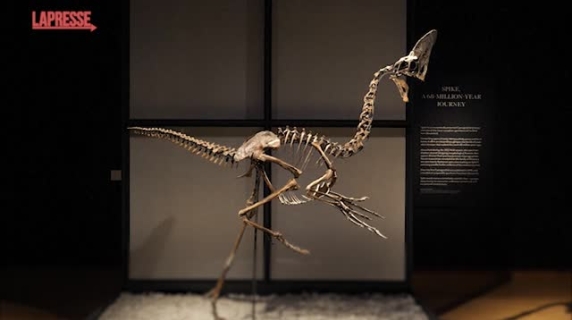 Spike, il dinosauro di 68 milioni di anni fa verrà battuto all'asta da Christie's: valore 5 milioni di sterline