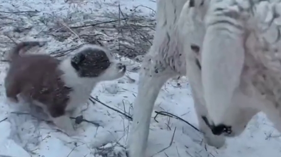 È piccolo ma ha già l'istinto del cane pastore: ecco come raduna le pecore