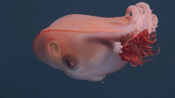 Raro incontro negli abissi: ripreso in video il 