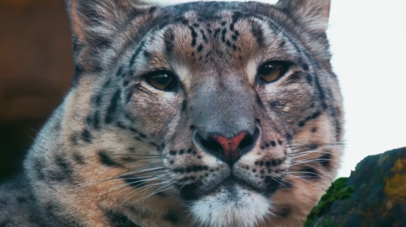 La storia del leopardo delle nevi che è tornato a vedere dopo un intervento di cataratta