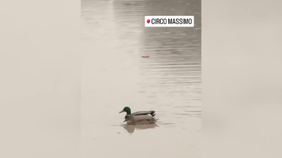 Circo Massimo allagato, una papera fa il bagno nel centro dell'arena