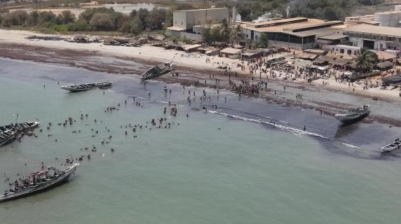 Il boom delle aziende di farina di pesce in Gambia: ecco perché riguarda noi (e le orate che mangiamo)