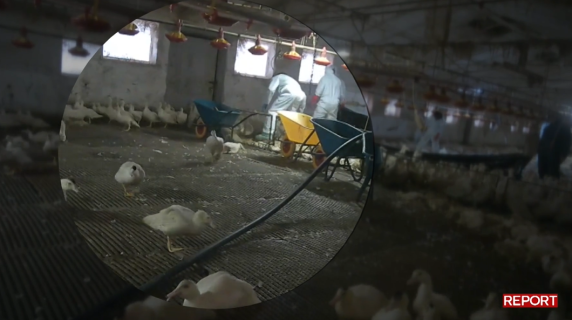 Influenza aviaria in Italia, le immagini delle anatre uccise a bastonate: l'anticipazione della puntata di Report
