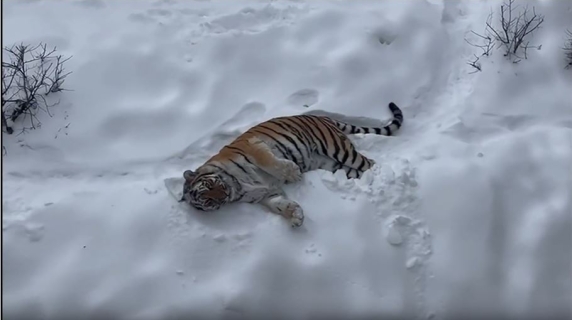 Viaggio nello zoo di Kiev, dove gli animali scambiano il rumore delle bombe per i fulmini della tempesta