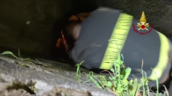 Sesto Fiorentino, cane resta intrappolato in un cunicolo: salvato dopo sei ore