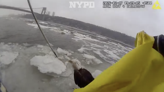 Il salvataggio dell'aquila dalla acque gelate dell'Hudson