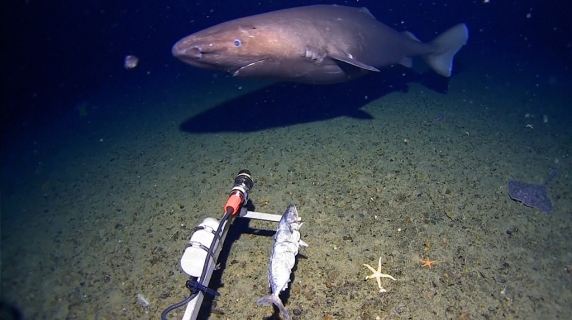 Uno squalo ripreso per la prima volta nelle profondità dell'Antartide