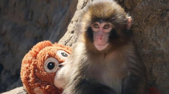 La storia di Punch, il macaco cresciuto con una «mamma» peluche