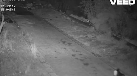 Catania, il cane addestrato a buttare i rifiuti in una discarica abusiva