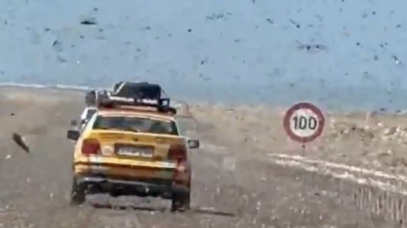 Sembra un film horror, ma è realtà: invasione di locuste sull’autostrada in Marocco