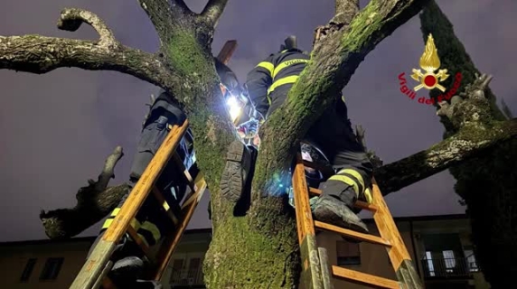 Firenze, il piccolo scoiattolo salvato dai bambini (e dai vigili del fuoco)