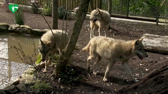 Ecco i quattro giovani lupi grigi eurasiatici arrivati al Bioparco di Roma