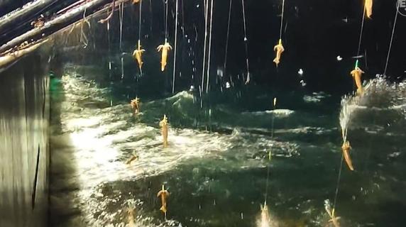 La pesca cinese illegale del calamaro (che finisce anche in Italia)