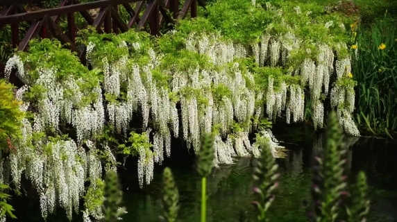 Riapre Ninfa, la spettacolare fioritura del giardino in primavera