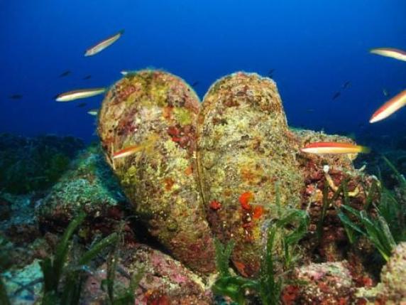 I coralli accumulano gli inquinanti del mare - Il NordEst Quotidiano