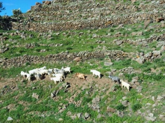 Capre selvatiche alle Eolie: nuovo affidamento per la cattura e il trasferimento