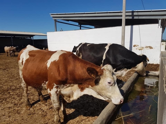 Animali a rischio vita in Sardegna per la mancanza d'acqua. Cala la produzione di latte in Piemonte