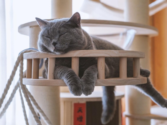 Gli italiani e i gatti: più coccole e gioco grazie allo smart working. La metà rinuncia a un viaggio se non ha soluzioni per il micio