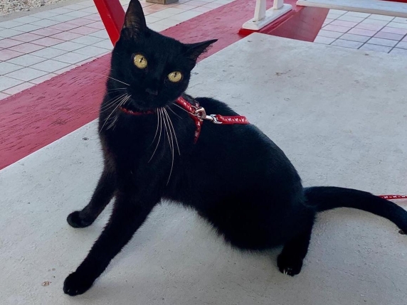 «Ivar, il gatto che balla con la mente»: il racconto che ha vinto il primo «Premio Milo». Che torna anche quest'anno: ecco come partecipare