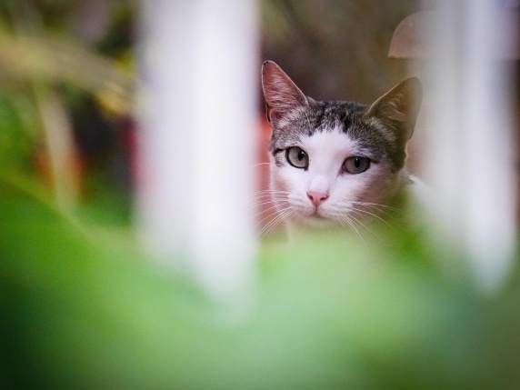 Il gatto soffre davvero di solitudine? Come introdurre un secondo micio in casa