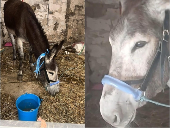 Napoli, volevano festeggiare lo scudetto con un asino tra la folla. L'animale sequestrato e messo al sicuro dai carabinieri
