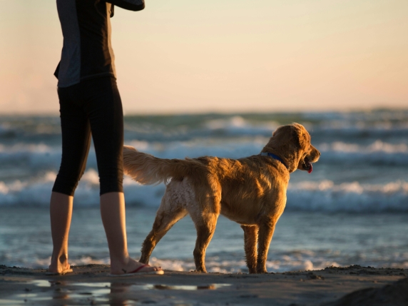 Estate con il cane, più della metà dei proprietari li porteranno con sé in vacanza (ma c'è un timore diffuso)