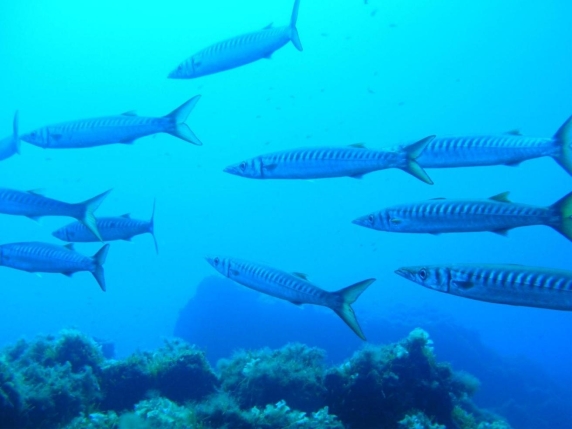 Con i sub tra i barracuda di Capraia: pesci tropicali nel mare bollente