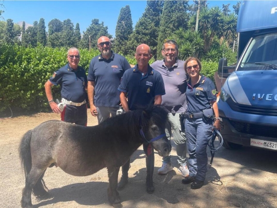 Il pony Toretto, dalle corse clandestine della criminalità alla polizia. Di cui sarà l'«ambasciatore»