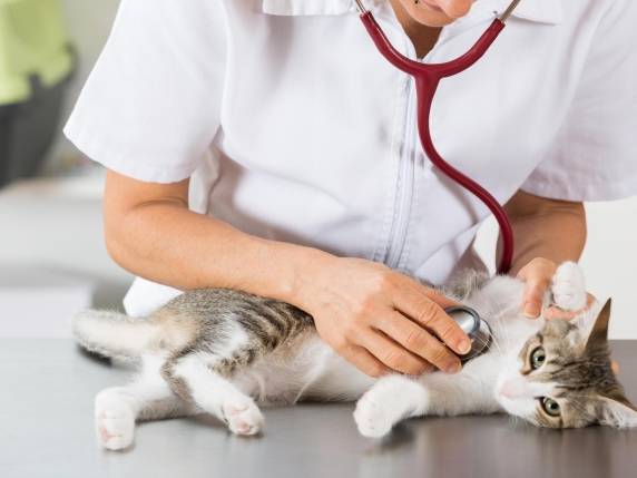 Cosa fare se il micio ha paura di andare dal veterinario? I consigli per metterlo a suo agio